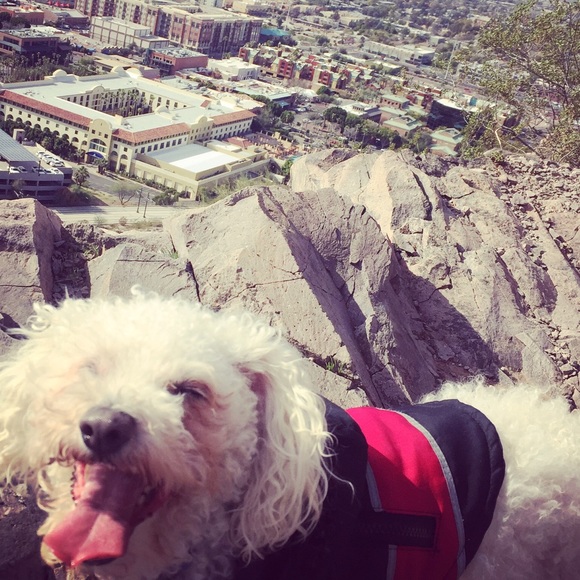 Meet your Posher, Freida - Picture 1 of 1